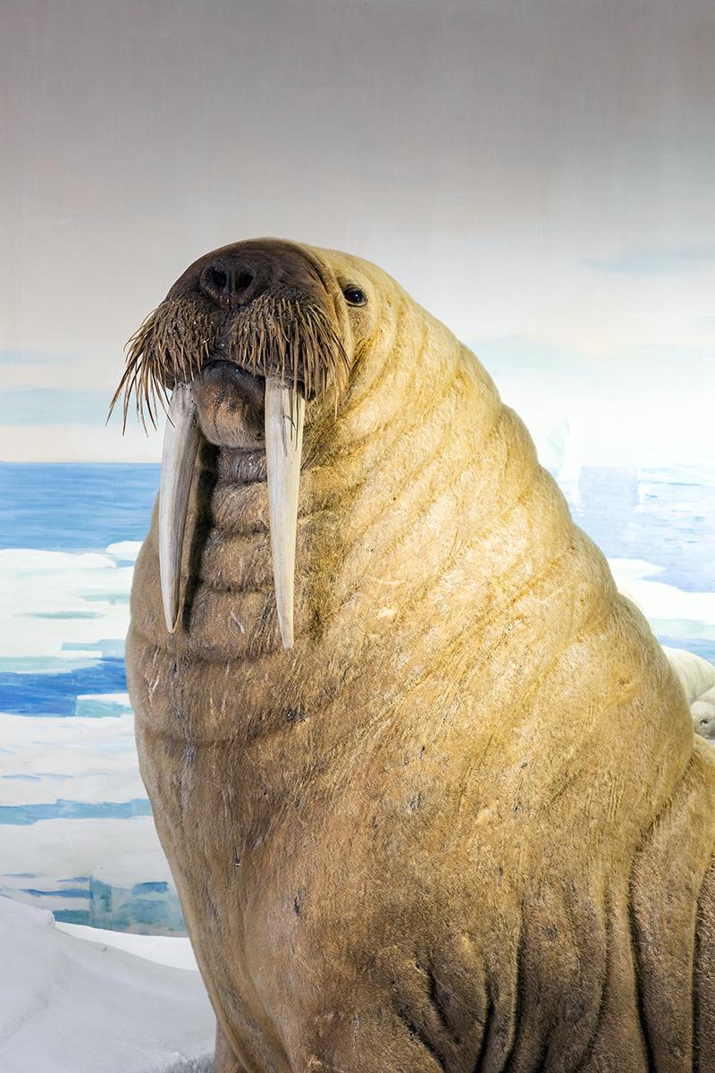 Tiere des Nordens Bären Pinguine Möwen Elche Robben Seelöwen NMBE Naturhistorisches Museum Bern